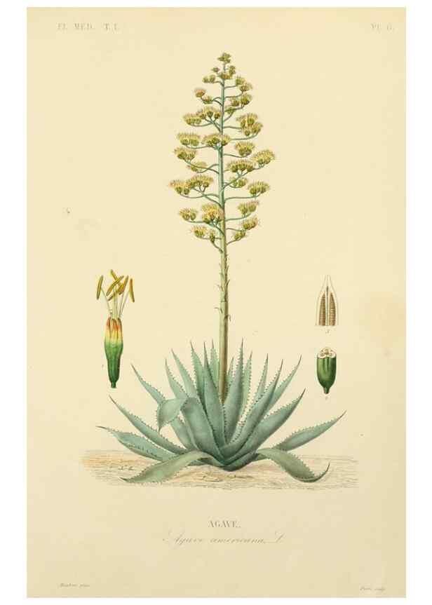 Reproducción/Reproduction 49583016208: Le Règne végétal;. Paris,L. Guérin,1870-72.. 