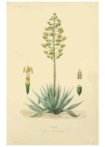 Reproducción/Reproduction 49583016208: Le Règne végétal;. Paris,L. Guérin,1870-72.. 