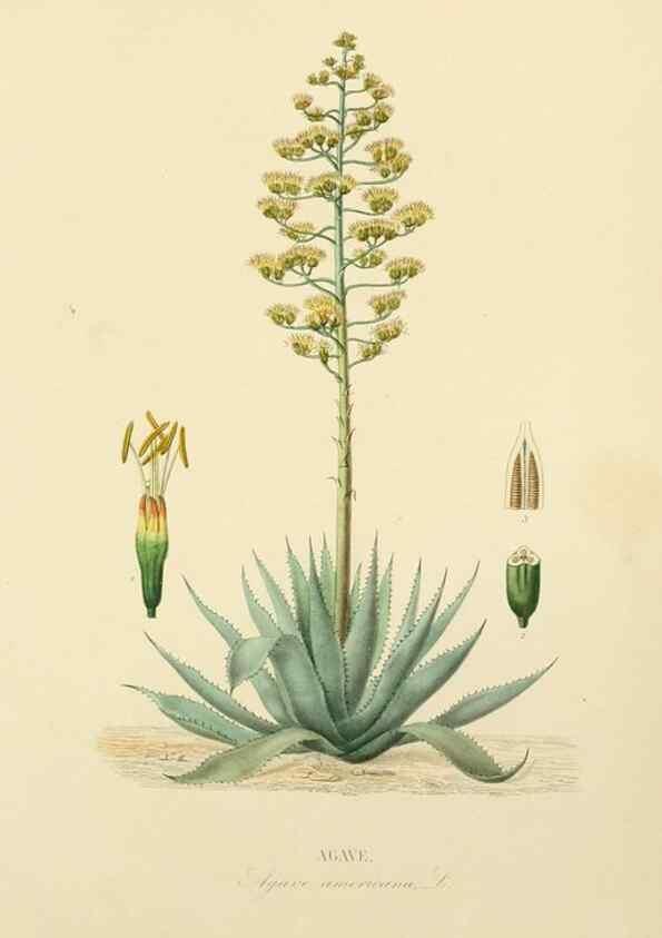 Reproducción/Reproduction 49583016208: Le Règne végétal;. Paris,L. Guérin,1870-72.. 