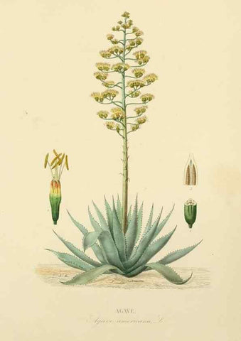 Reproducción/Reproduction 49583016208: Le Règne végétal;. Paris,L. Guérin,1870-72.. 