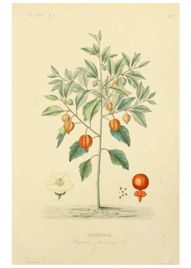 Reproducción/Reproduction 49583747547: Le Règne végétal;. Paris,L. Guérin,1870-72.. 