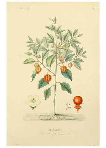 Reproducción/Reproduction 49583747547: Le Règne végétal;. Paris,L. Guérin,1870-72.. 
