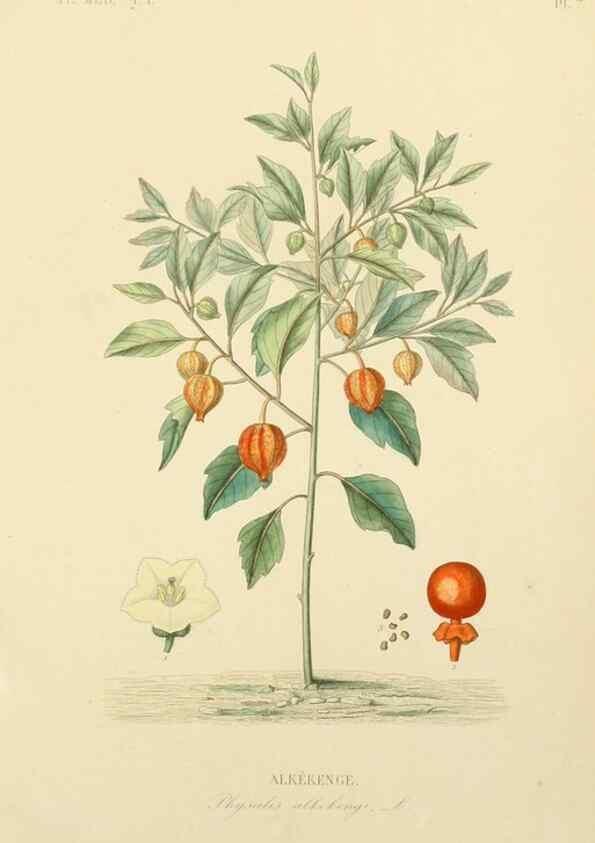 Reproducción/Reproduction 49583747547: Le Règne végétal;. Paris,L. Guérin,1870-72.. 