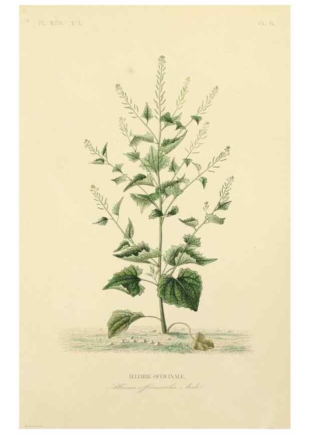 Reproducción/Reproduction 49583511756: Le Règne végétal;. Paris,L. Guérin,1870-72.. 