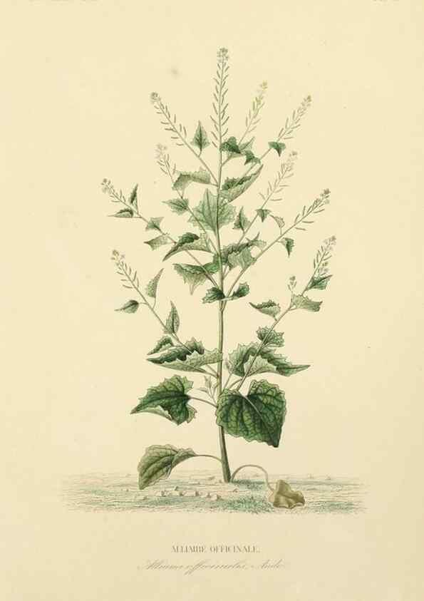 Reproducción/Reproduction 49583511756: Le Règne végétal;. Paris,L. Guérin,1870-72.. 