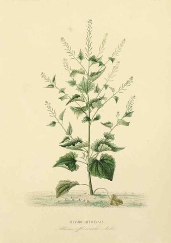Reproducción/Reproduction 49583511756: Le Règne végétal;. Paris,L. Guérin,1870-72.. 
