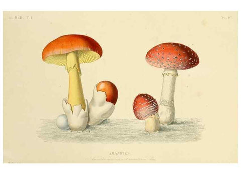 Reproducción/Reproduction 49583512516: Le Règne végétal;. Paris,L. Guérin,1870-72.. 
