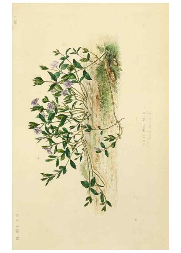 Reproducción/Reproduction 49583437776: Le Règne végétal;. Paris,L. Guérin,1870-72.. 