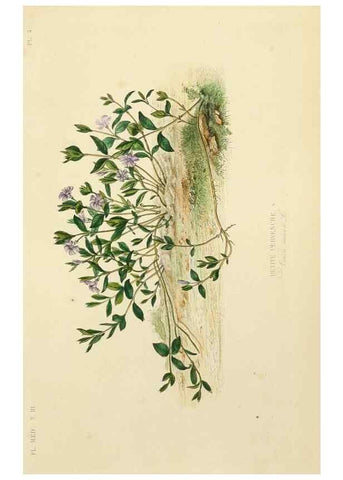 Reproducción/Reproduction 49583437776: Le Règne végétal;. Paris,L. Guérin,1870-72.. 
