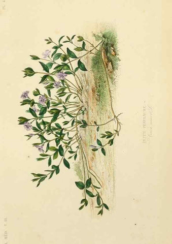 Reproducción/Reproduction 49583437776: Le Règne végétal;. Paris,L. Guérin,1870-72.. 