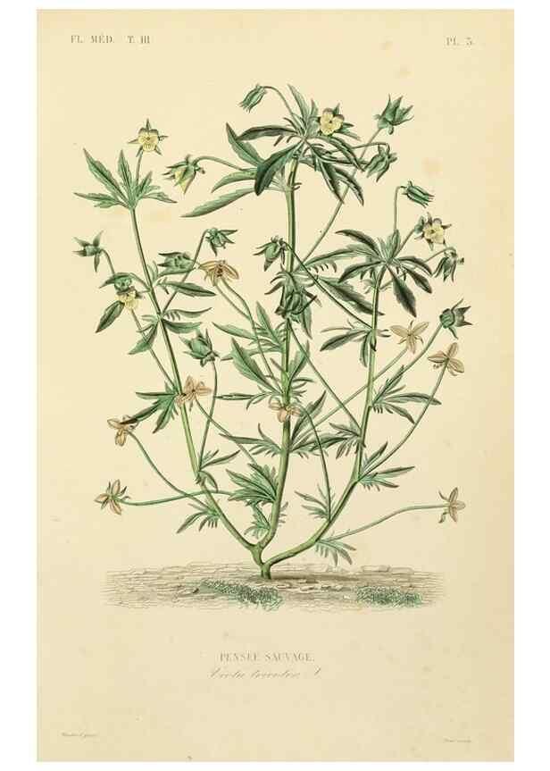 Reproducción/Reproduction 49583674297: Le Règne végétal;. Paris,L. Guérin,1870-72.. 