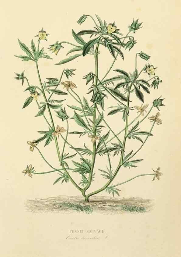 Reproducción/Reproduction 49583674297: Le Règne végétal;. Paris,L. Guérin,1870-72.. 