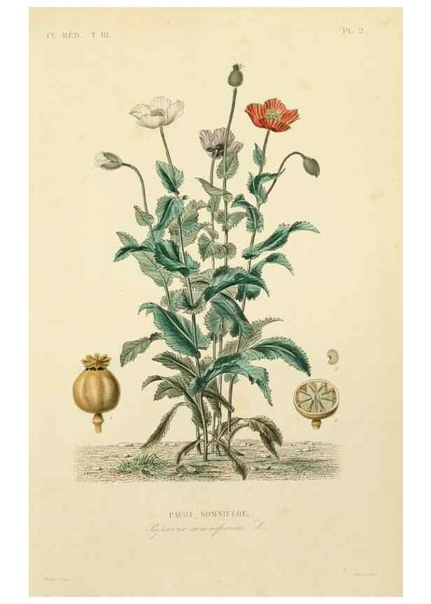 Reproducción/Reproduction 49582941493: Le Règne végétal;. Paris,L. Guérin,1870-72.. 