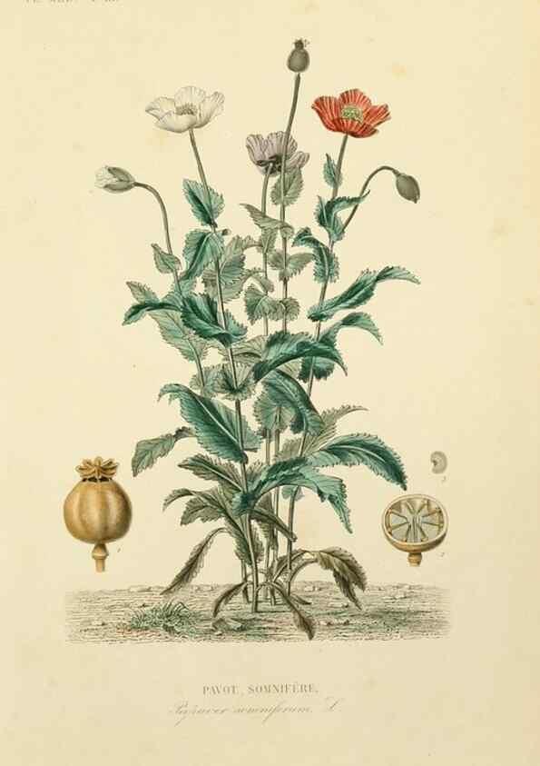 Reproducción/Reproduction 49582941493: Le Règne végétal;. Paris,L. Guérin,1870-72.. 