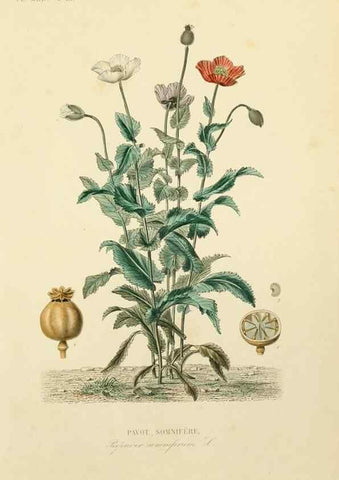 Reproducción/Reproduction 49582941493: Le Règne végétal;. Paris,L. Guérin,1870-72.. 