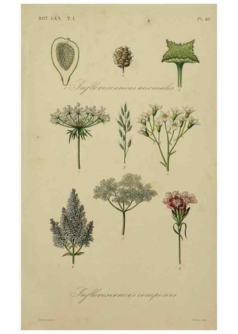 Reproducción/Reproduction 49583202136: Le Règne végétal;. Paris,L. Guérin,1870-72.. 