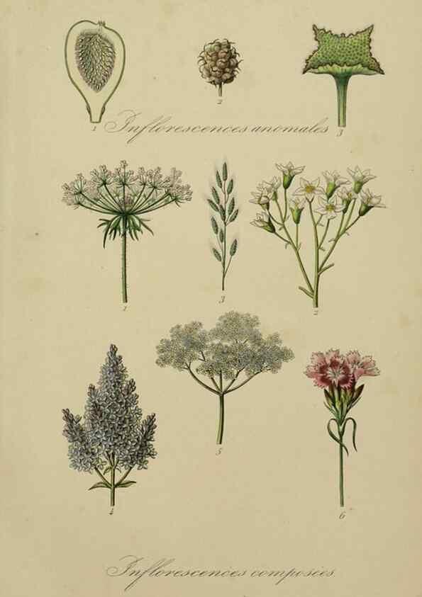 Reproducción/Reproduction 49583202136: Le Règne végétal;. Paris,L. Guérin,1870-72.. 