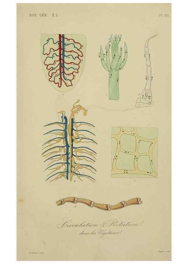 Reproducción/Reproduction 49583438307: Le Règne végétal;. Paris,L. Guérin,1870-72.. 