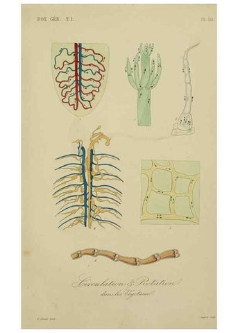 Reproducción/Reproduction 49583438307: Le Règne végétal;. Paris,L. Guérin,1870-72.. 