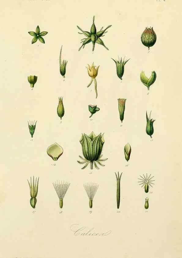 Reproducción/Reproduction 49583615807: Le Règne végétal;. Paris,L. Guérin,1870-72.. 
