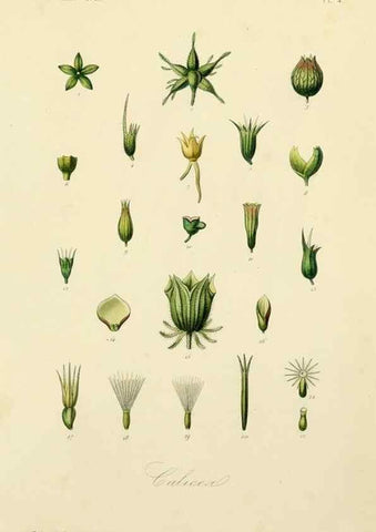 Reproducción/Reproduction 49583615807: Le Règne végétal;. Paris,L. Guérin,1870-72.. 