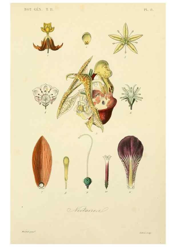 Reproducción/Reproduction 49583616612: Le Règne végétal;. Paris,L. Guérin,1870-72.. 