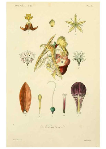 Reproducción/Reproduction 49583616612: Le Règne végétal;. Paris,L. Guérin,1870-72.. 