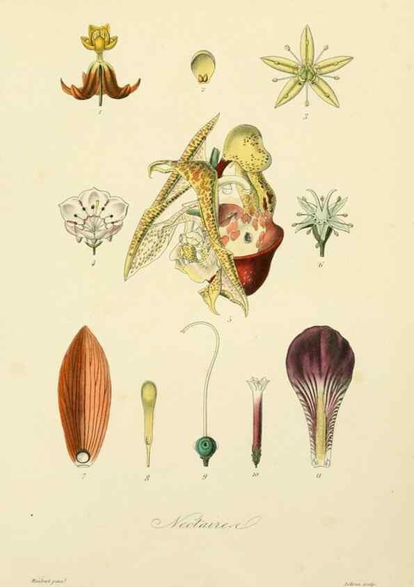 Reproducción/Reproduction 49583616612: Le Règne végétal;. Paris,L. Guérin,1870-72.. 