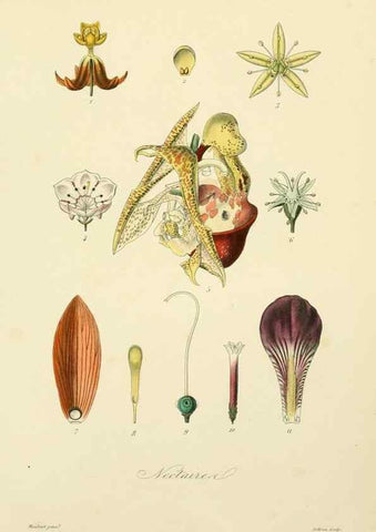 Reproducción/Reproduction 49583616612: Le Règne végétal;. Paris,L. Guérin,1870-72.. 