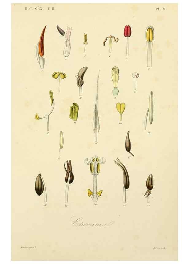 Reproducción/Reproduction 49583380326: Le Règne végétal;. Paris,L. Guérin,1870-72.. 