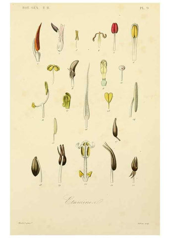 Reproducción/Reproduction 49583380326: Le Règne végétal;. Paris,L. Guérin,1870-72.. 