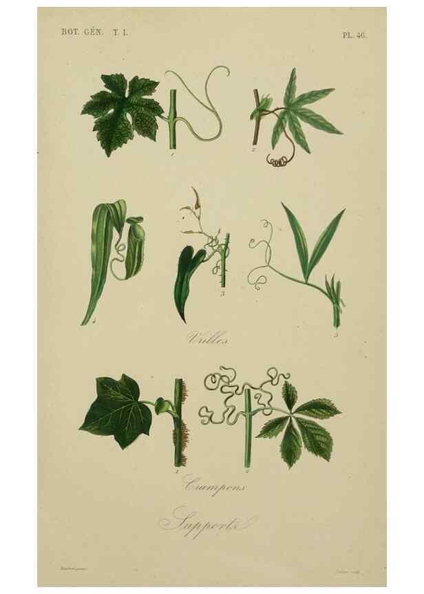 Reproducción/Reproduction 49583437387: Le Règne végétal;. Paris,L. Guérin,1870-72.. 