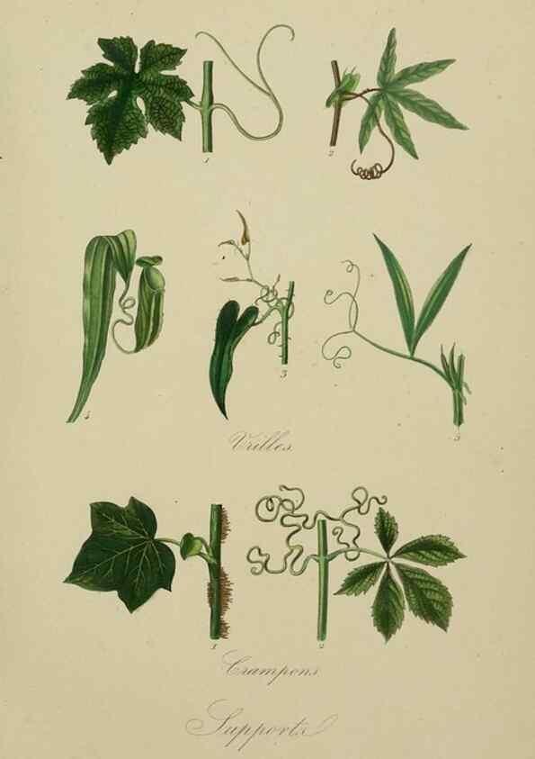 Reproducción/Reproduction 49583437387: Le Règne végétal;. Paris,L. Guérin,1870-72.. 