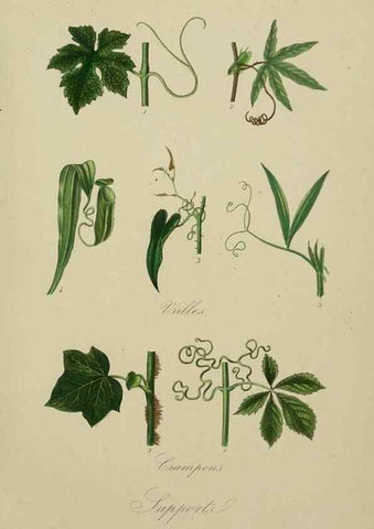 Reproducción/Reproduction 49583437387: Le Règne végétal;. Paris,L. Guérin,1870-72.. 