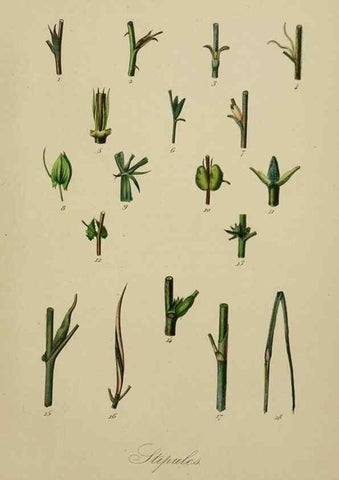 Reproducción/Reproduction 49583201281: Le Règne végétal;. Paris,L. Guérin,1870-72.. 