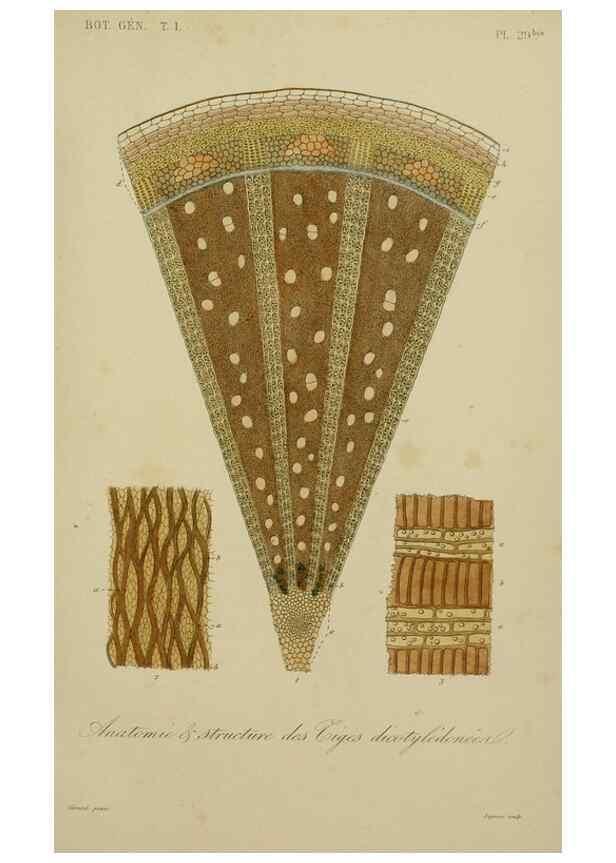 Reproducción/Reproduction 49583433492: Le Règne végétal;. Paris,L. Guérin,1870-72.. 
