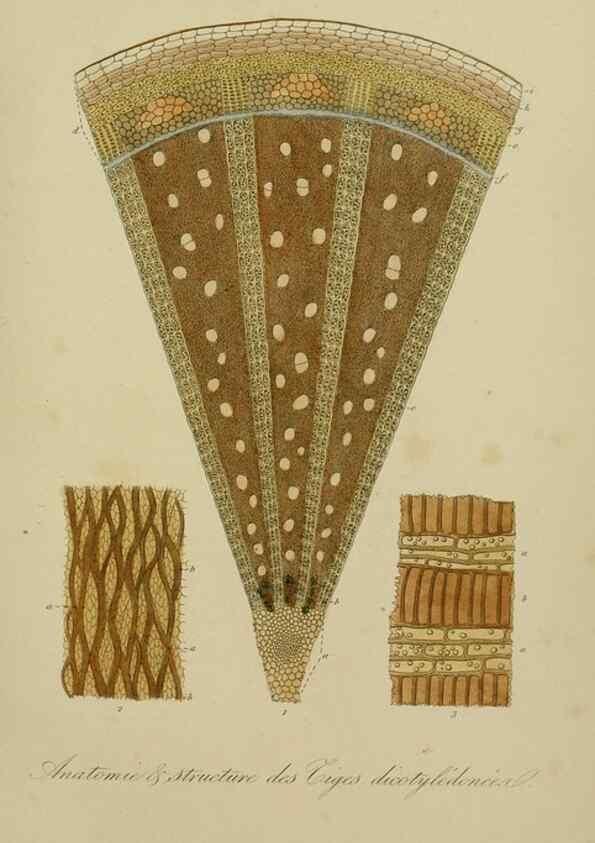 Reproducción/Reproduction 49583433492: Le Règne végétal;. Paris,L. Guérin,1870-72.. 