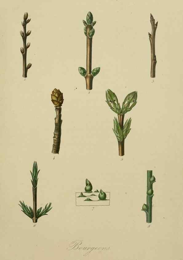 Reproducción/Reproduction 49583197821: Le Règne végétal;. Paris,L. Guérin,1870-72.. 