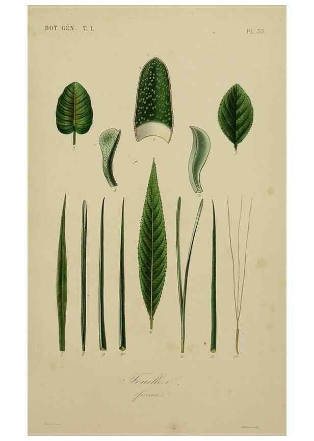 Reproducción/Reproduction 49583198881: Le Règne végétal;. Paris,L. Guérin,1870-72.. 