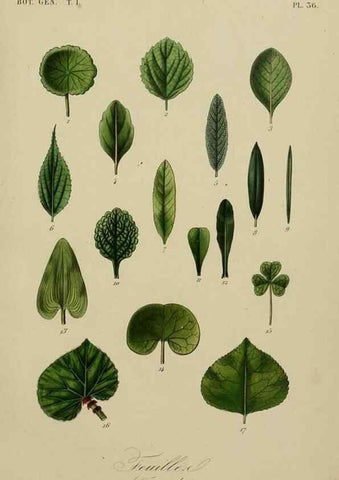 Reproducción/Reproduction 49582703068: Le Règne végétal;. Paris,L. Guérin,1870-72.. 