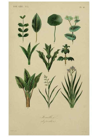Reproducción/Reproduction 49582704268: Le Règne végétal;. Paris,L. Guérin,1870-72.. 