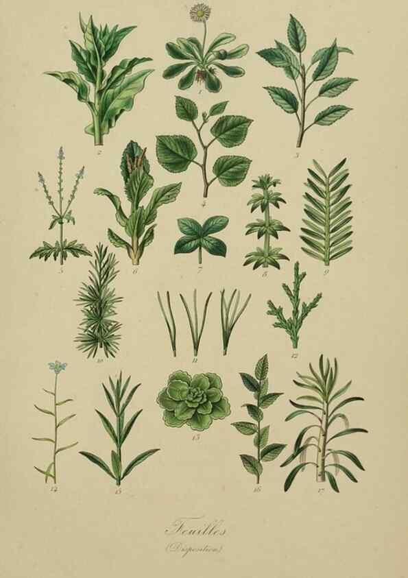 Reproducción/Reproduction 49583200516: Le Règne végétal;. Paris,L. Guérin,1870-72.. 