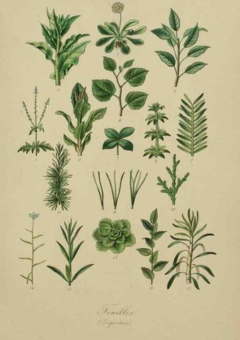 Reproducción/Reproduction 49583200516: Le Règne végétal;. Paris,L. Guérin,1870-72.. 