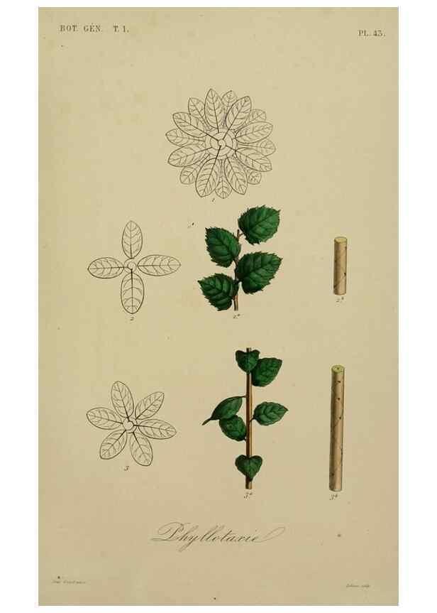 Reproducción/Reproduction 49583436747: Le Règne végétal;. Paris,L. Guérin,1870-72.. 
