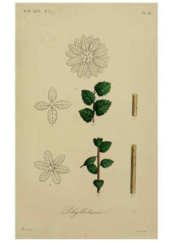 Reproducción/Reproduction 49583436747: Le Règne végétal;. Paris,L. Guérin,1870-72.. 