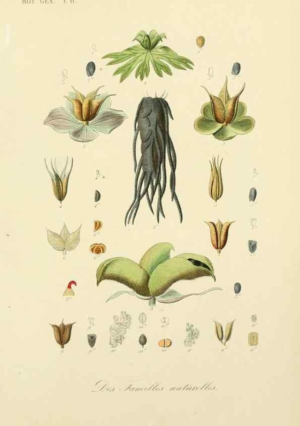 Reproducción/Reproduction 49583623447: Le Règne végétal;. Paris,L. Guérin,1870-72.. 