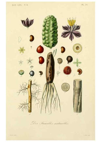 Reproducción/Reproduction 49582892018: Le Règne végétal;. Paris,L. Guérin,1870-72.. 