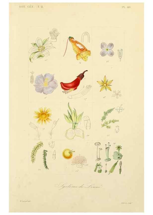 Reproducción/Reproduction 49583624412: Le Règne végétal;. Paris,L. Guérin,1870-72.. 