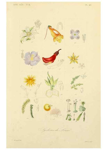 Reproducción/Reproduction 49583624412: Le Règne végétal;. Paris,L. Guérin,1870-72.. 