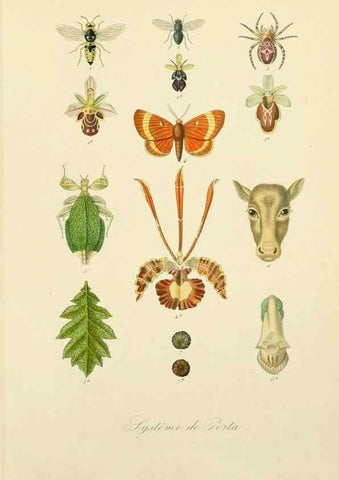 Reproducción/Reproduction 49583624927: Le Règne végétal;. Paris,L. Guérin,1870-72.. 